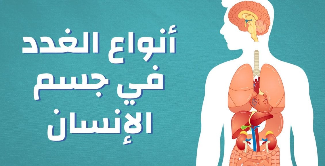 أنواع الغدد في جسم الإنسان