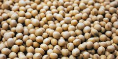 حساسية الصويا