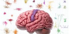 انواع خلايا الدماغ ووظائفها