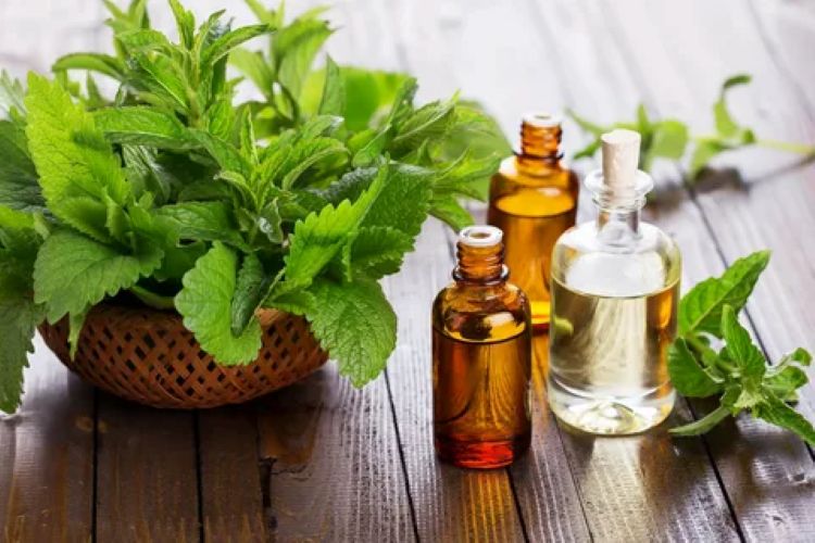 أهم فوائد زيت النعناع الصحية والجمالية